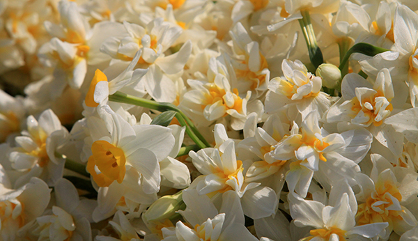Narcissos'un Ölümü, Nergisin Yaşamı
